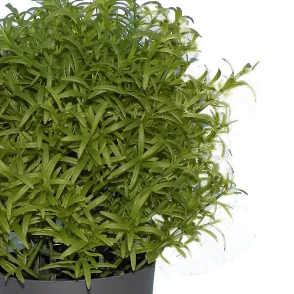 Artificial Plants with Plastic Pot [Product Code 0209] - Image 3