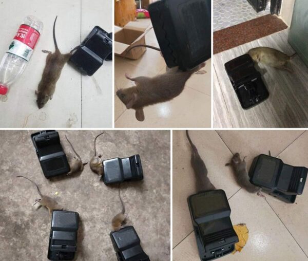 Reusable Plastic Portable Rat , Mouse , Mice ,Trap Catcher (Rat Catcher) - 1 pc [Product Code 0211] - Image 5
